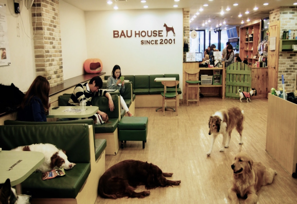 Animal Cafes Around Seoul myHUBS